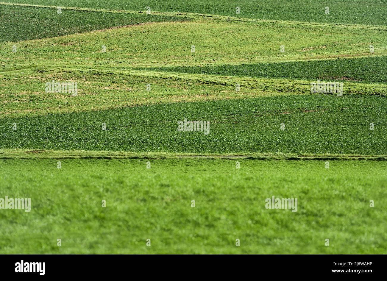 Agricultural fields near Gewissenruh, Wesertal, Weserbergland, Hesse, Germany Stock Photo