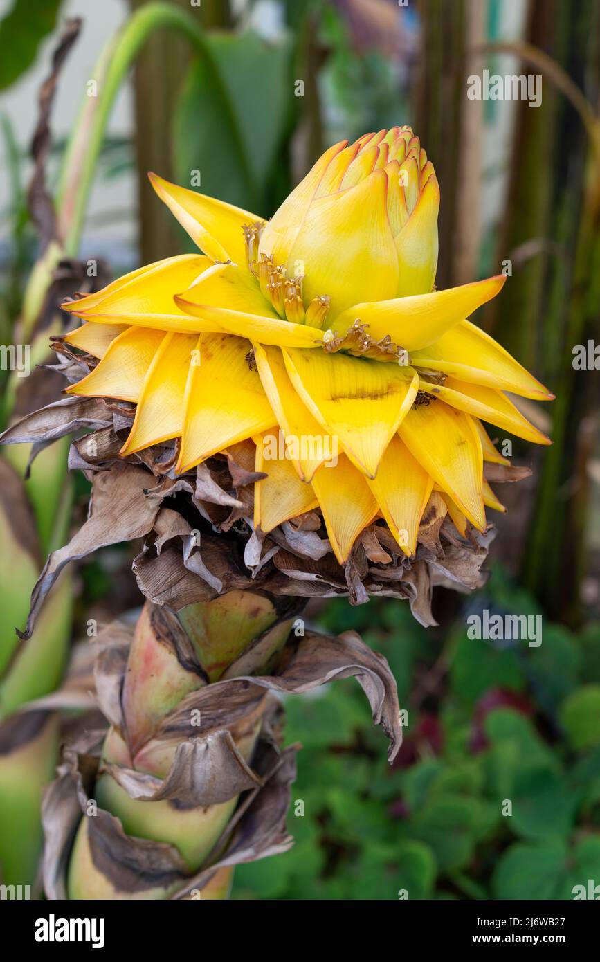 Musella Lasiocarpa (Chinese Dwarf Banana). Large yellow flower head on a plant growing under glass at Sheffield Botanical gardens, Yorkshire, England. Stock Photo