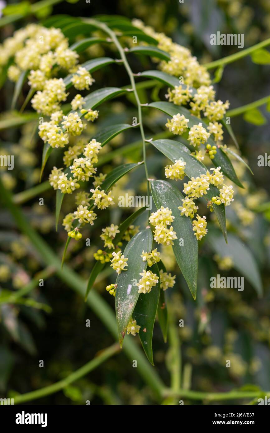 Semele Androgyna (Climbing Butcher's Broom). An evergreen climbing plant with dark green leaves and small yellow flowers. Stock Photo