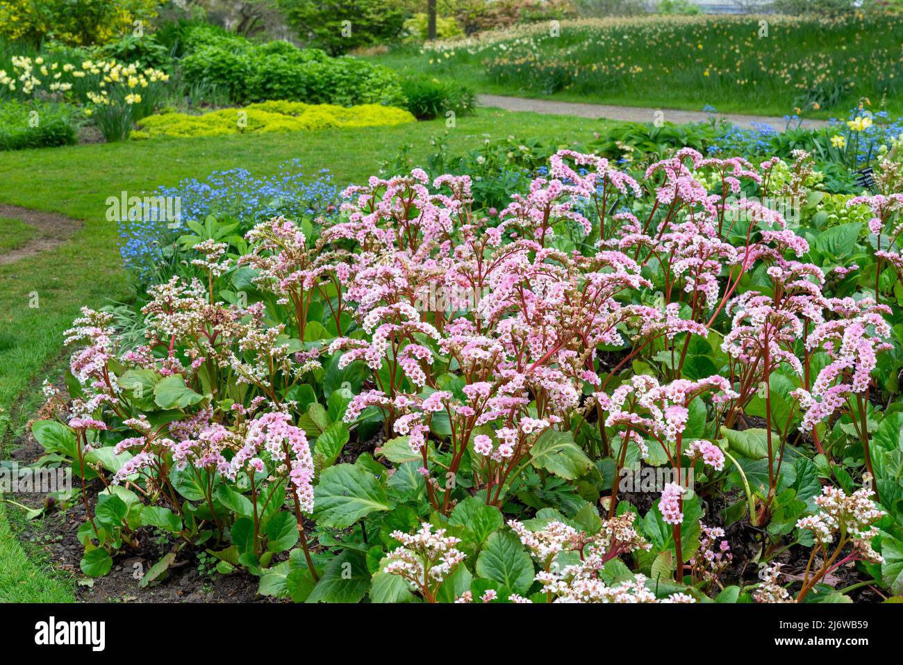 Bergenia Cordifolia (Elephant's Ears). An evergreen perennial plant with masses of pink flowers in spring. Stock Photo