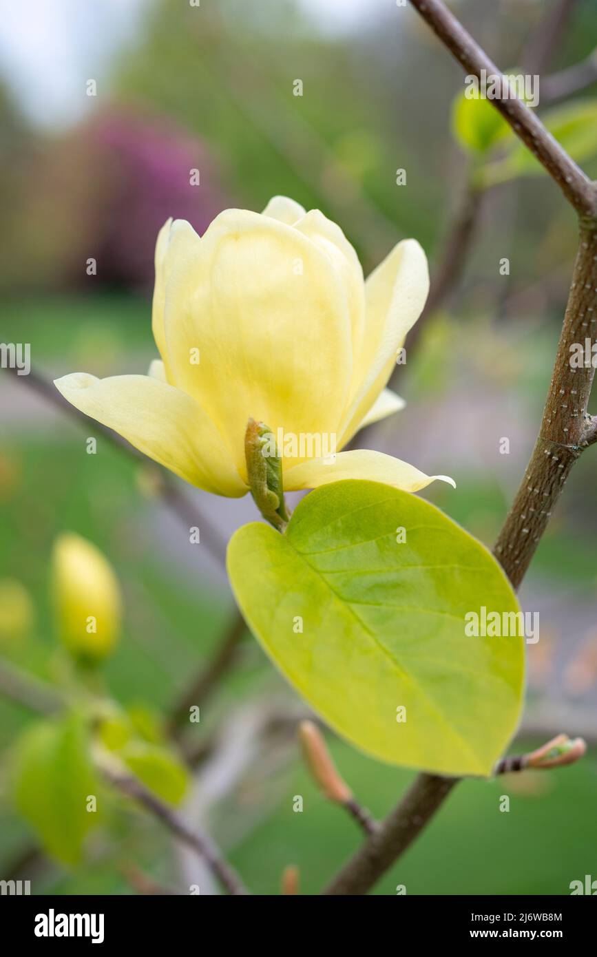 Magnolia 'Lois' with beautiful pale yellow flowers in spring. A small tree for gardens. Stock Photo