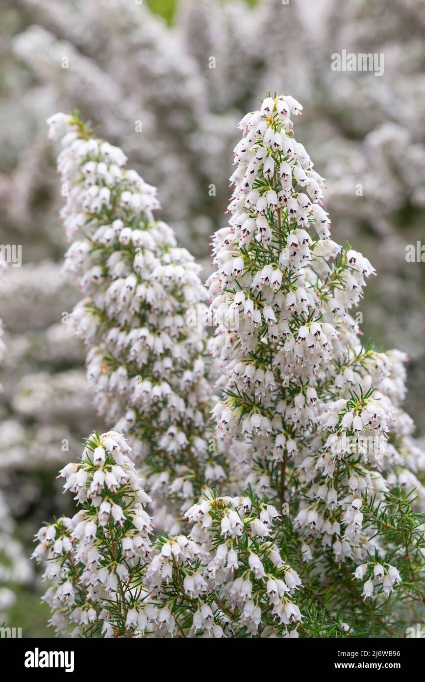 Erica Arborea (Tree Heather) flowering with masses of tiny white flowers in spring. Stock Photo