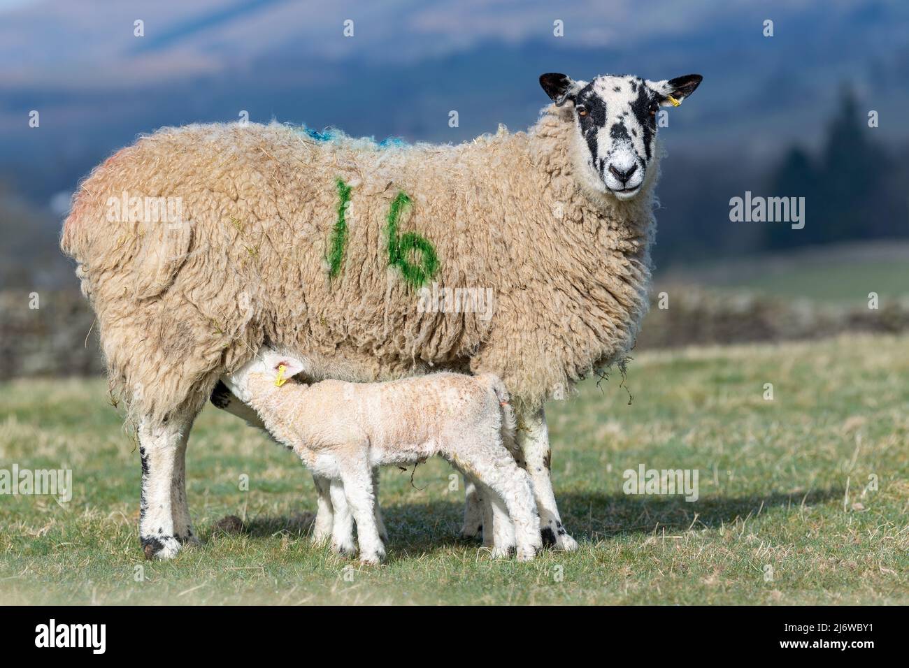 Mule ewe suckling pair of lambs on upland pasture in Wensleydale, North Yorkshire, UK. Stock Photo