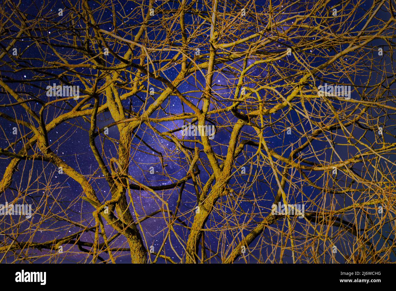 Willow tree, Weserbergland, Hesse, Germany Stock Photo