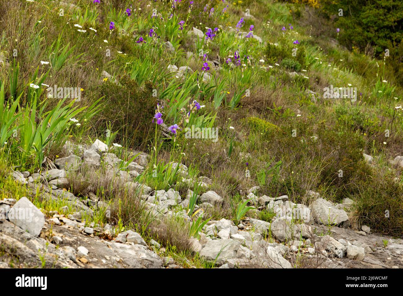 Meadow with wild Iris in Croatian mountains. Konavle region near Dubrovnik and Cavtat. Stock Photo