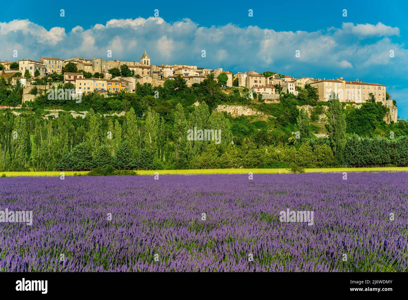 Lavander field in bloom, Saignon, Provence, France Stock Photo