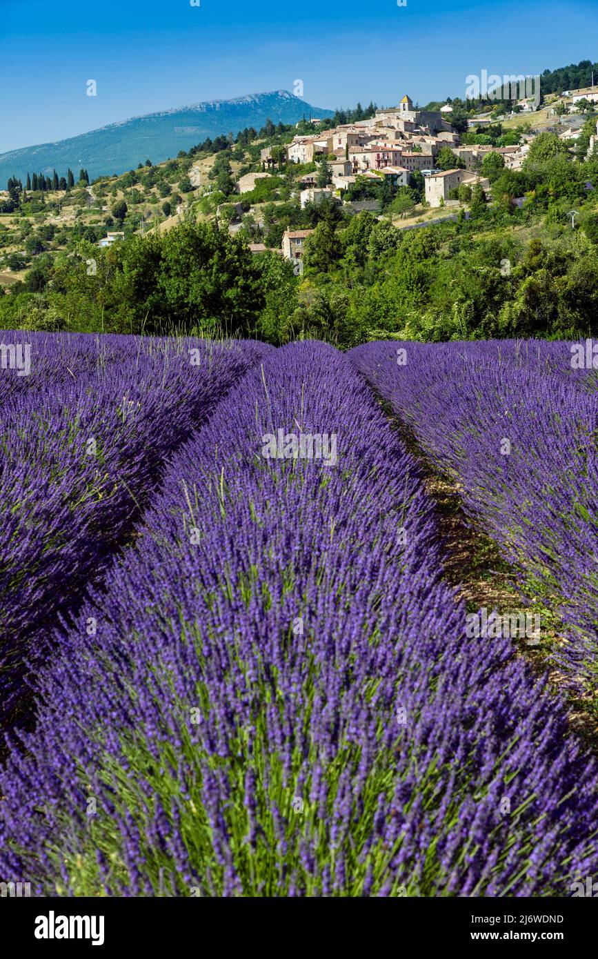 Lavander field in bloom, Aurel, Provence, France Stock Photo