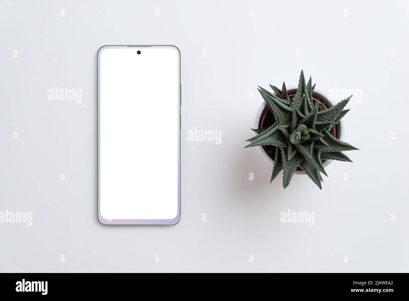 Phone and plant on gray surface. Isolated screen for app design promotion mockup. Top view, flat lay Stock Photo