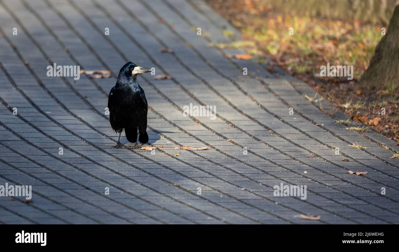 Rook walking  on the city pavement at the  sunny autumn afternoon. Bird presence in the city Stock Photo