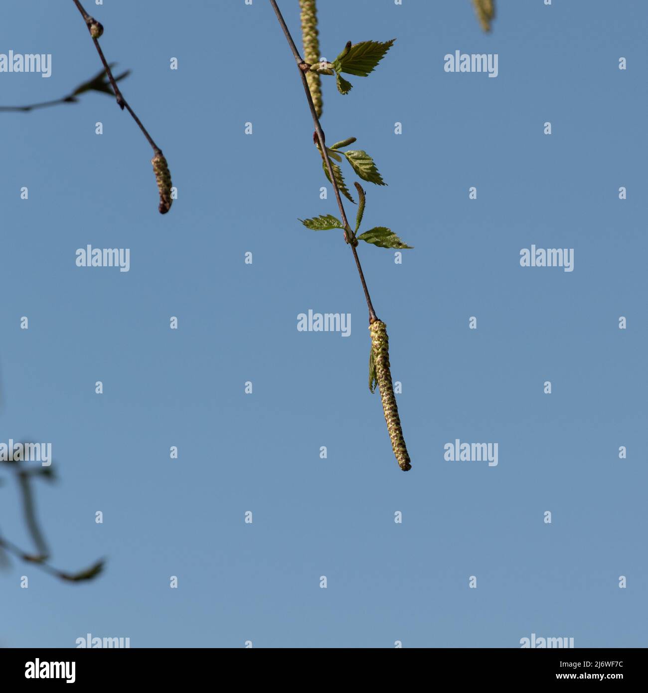 Birch catkin close up, twig with new leaves and pendulous catkin Stock Photo