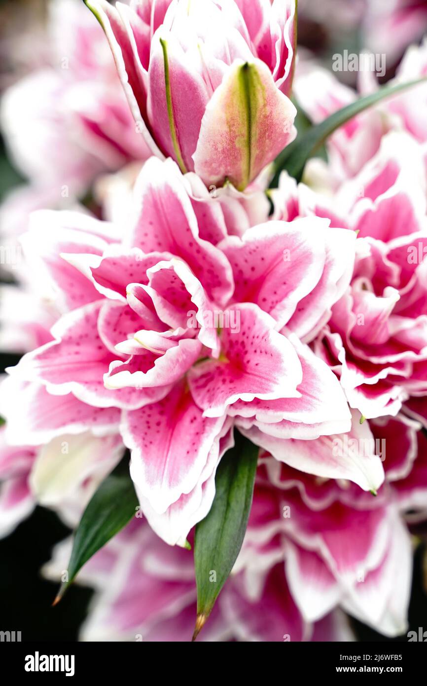 Lili garden hi-res stock photography and images - Alamy