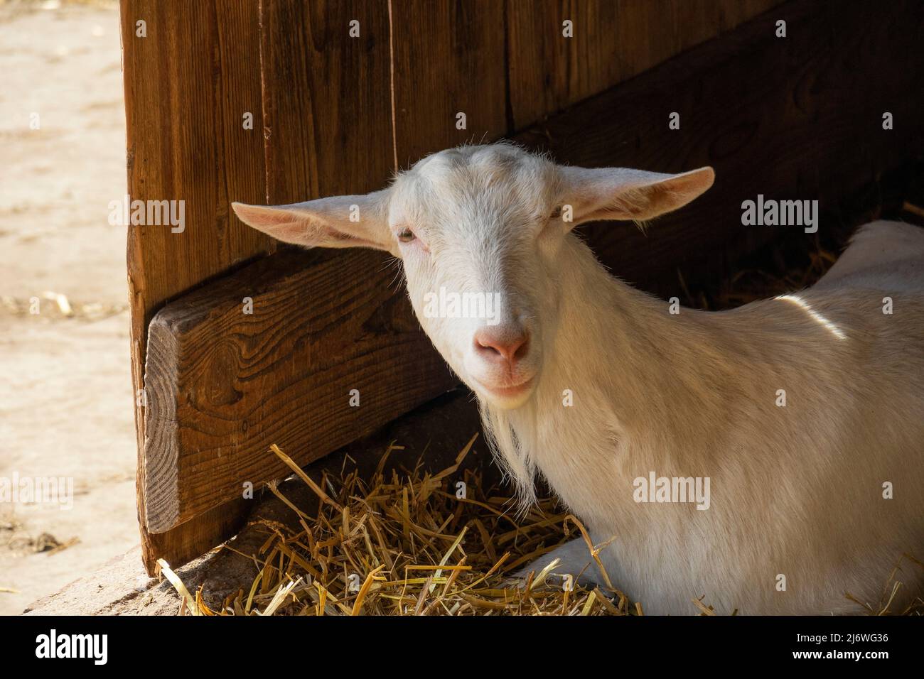 Portrait of a white goat close up indoors in the stable Stock Photo