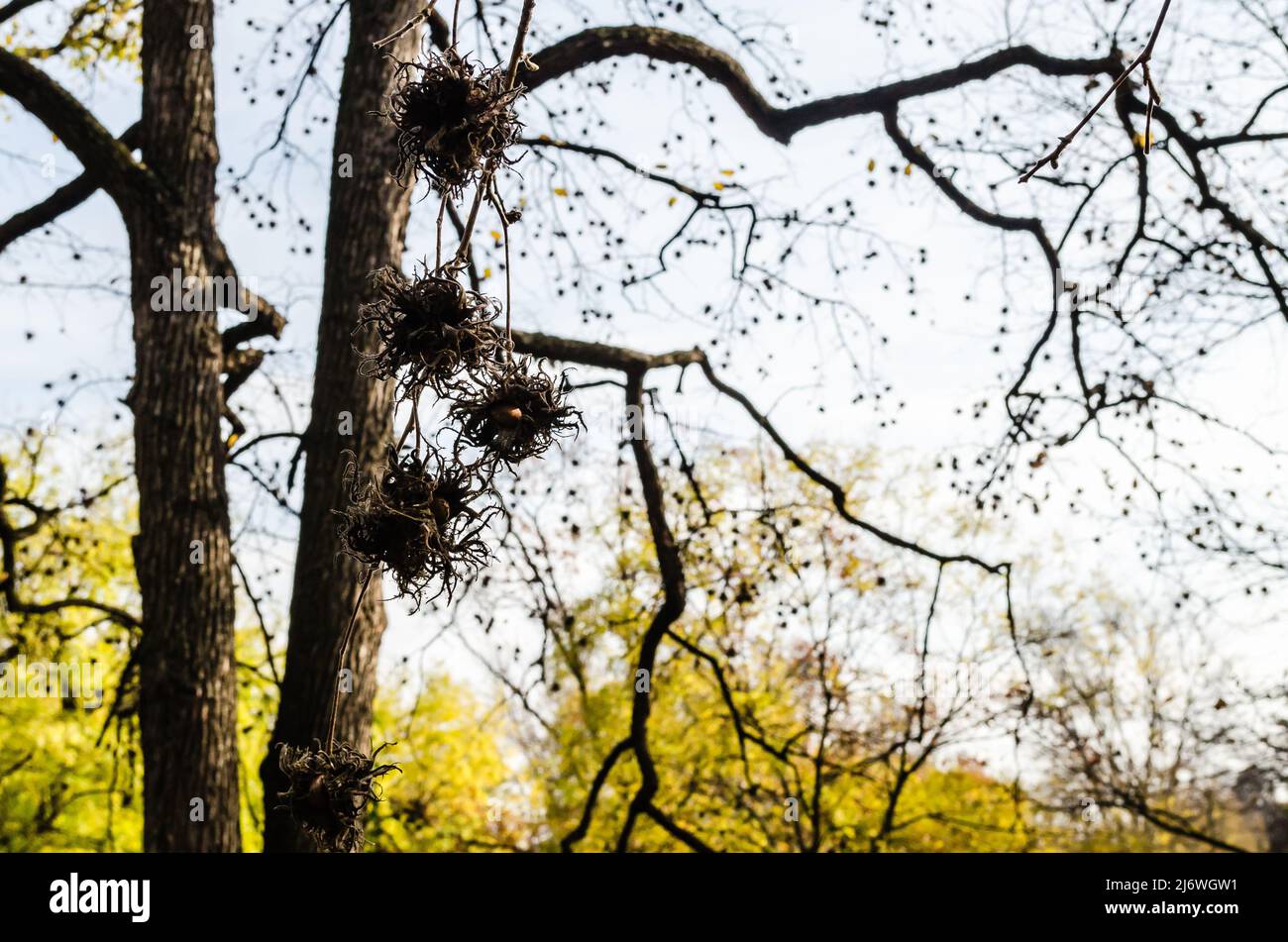 Novi Sad, Serbia - November 23, 2020: Ripe hazelnuts on tree branches in the National City Park in Novi Sad. Stock Photo