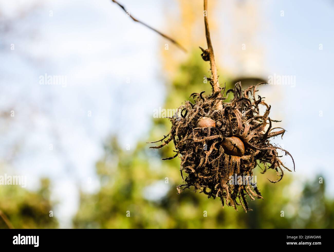 Novi Sad, Serbia - November 23, 2020: Ripe hazelnuts on tree branches in the National City Park in Novi Sad. Stock Photo