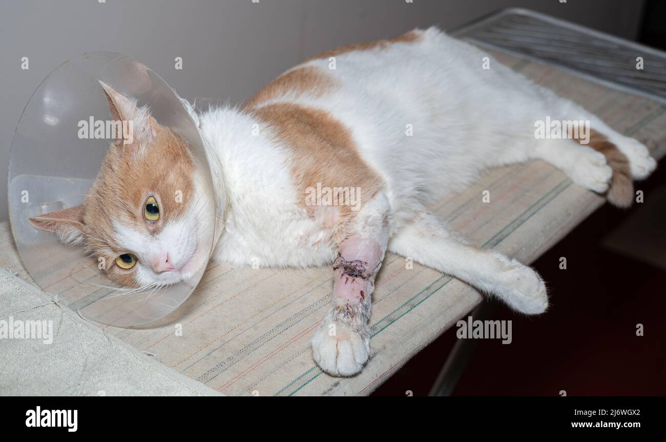 Young cat after surgery. Cat on a bandage. In the veterinary clinic