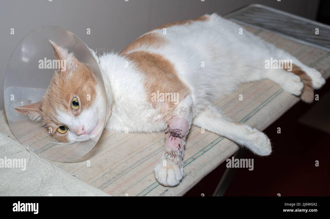 Young cat after surgery. Cat on a bandage. In the veterinary clinic Stock Photo