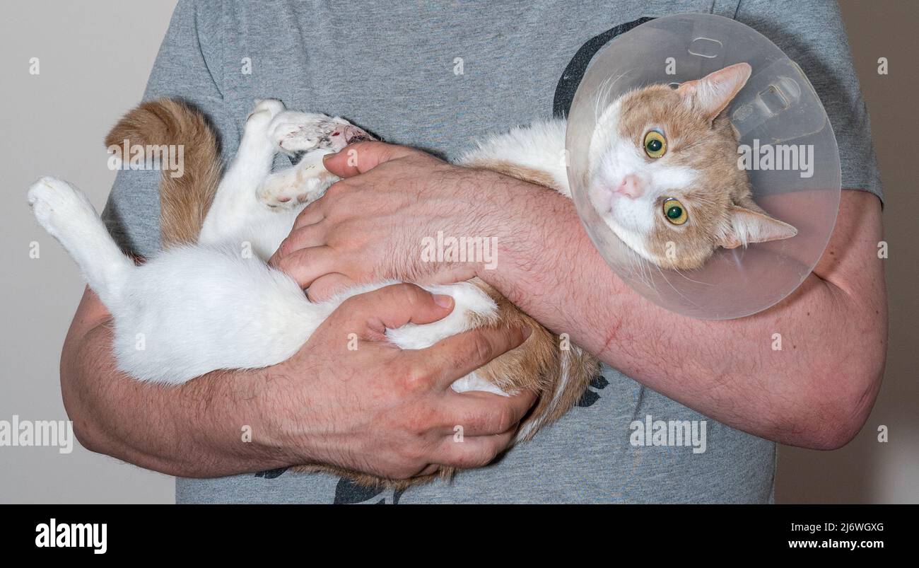 Cat after surgery on the arms of a man. Sick cat Stock Photo