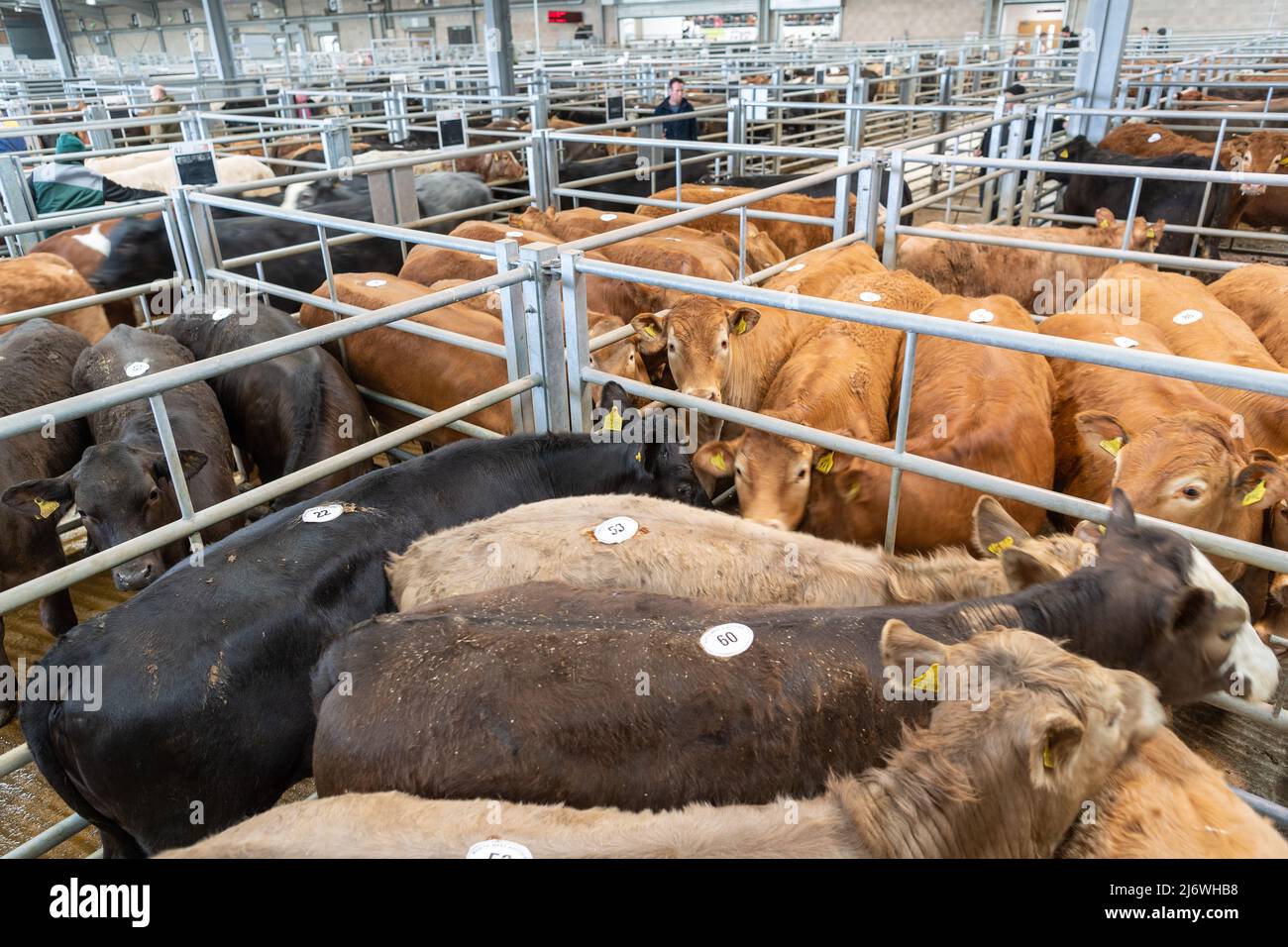 Pens of beef cattle at a livestock Auction market in Cumbria, UK. Stock Photo
