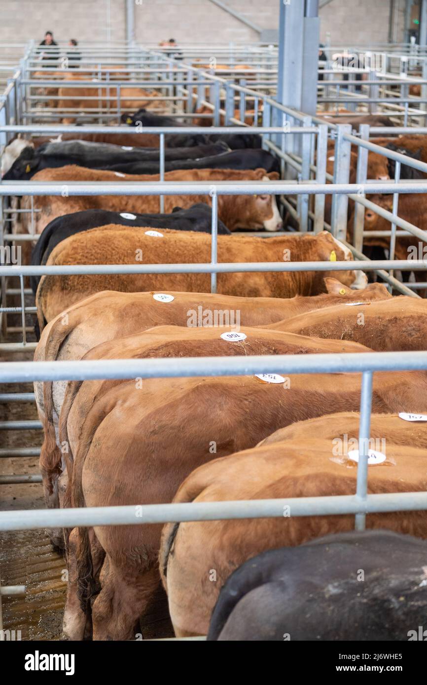 Pens of beef cattle at a livestock Auction market in Cumbria, UK. Stock Photo