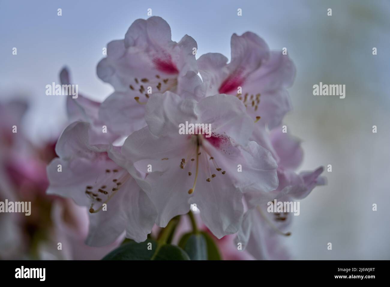 Lush,colorful white pale pink Rhododendron  chionoides blossom flowers close up Stock Photo