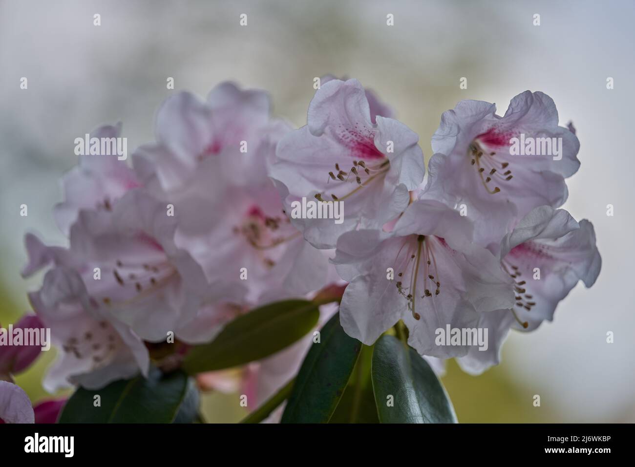 Lush,colorful white pale pink Rhododendron  chionoides blossom flowers close up Stock Photo