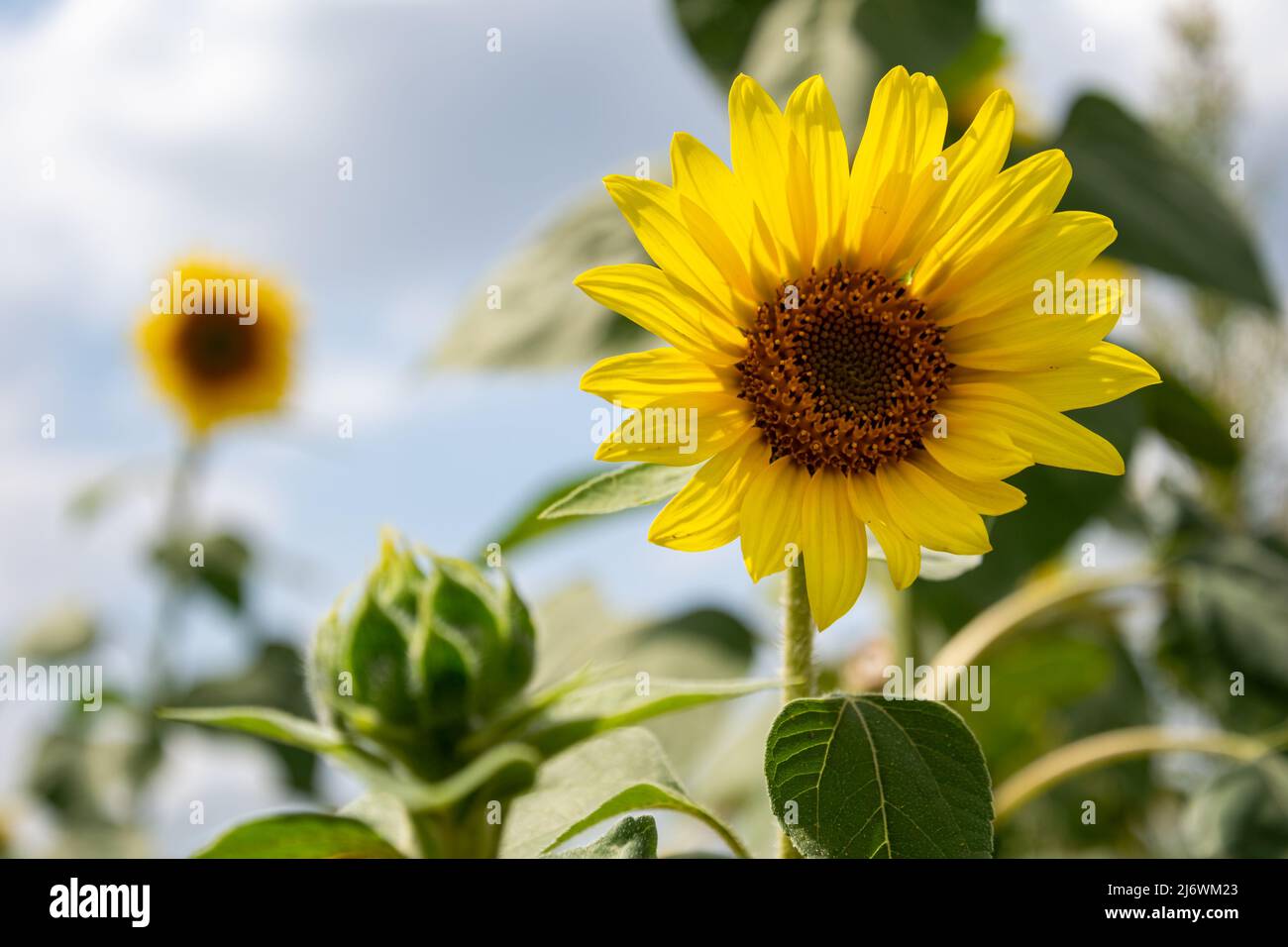 Sunflower growing in the field. Sunflower plantation, a plant that