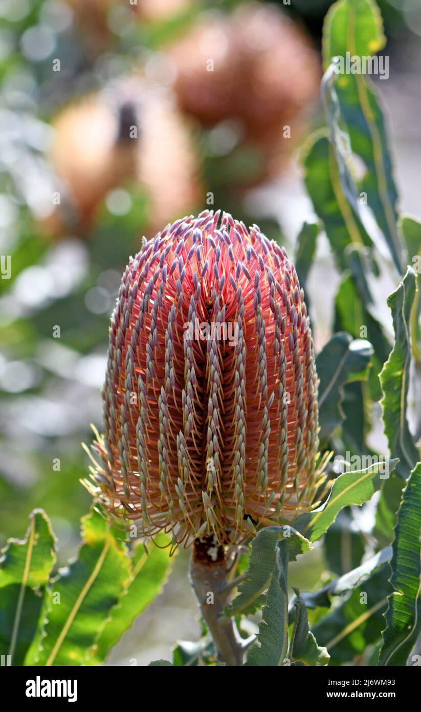 Pink orange flower head and grey green serrated leaves of the Australian native Firewood Banksia, Banksia menziesii, family Proteaceae. Endemic to WA Stock Photo