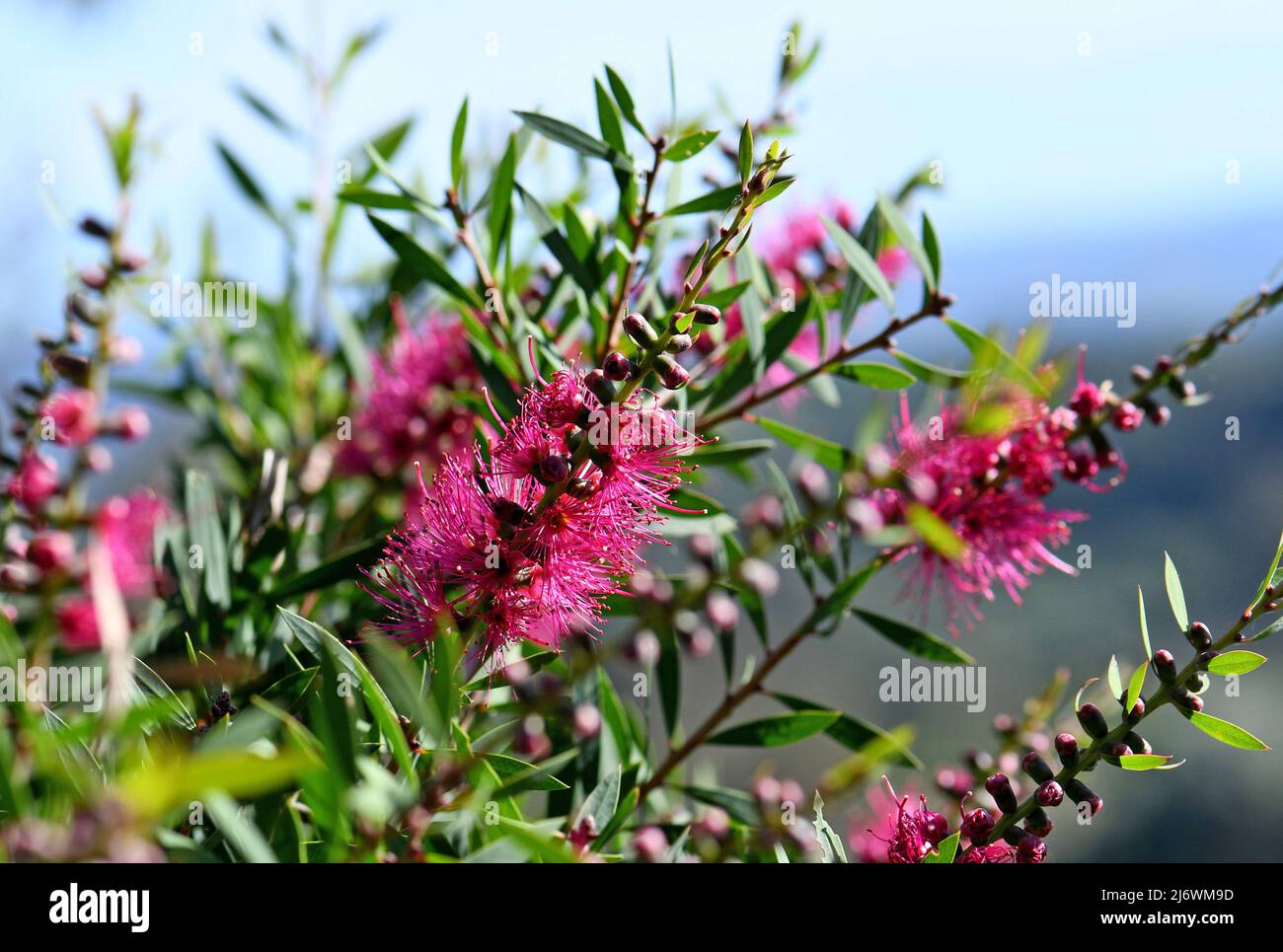 Backlit pink Australian native Bottlebrush flowers of a Callistemon and Melaleuca hybrid, family Myrtaceae. Stock Photo