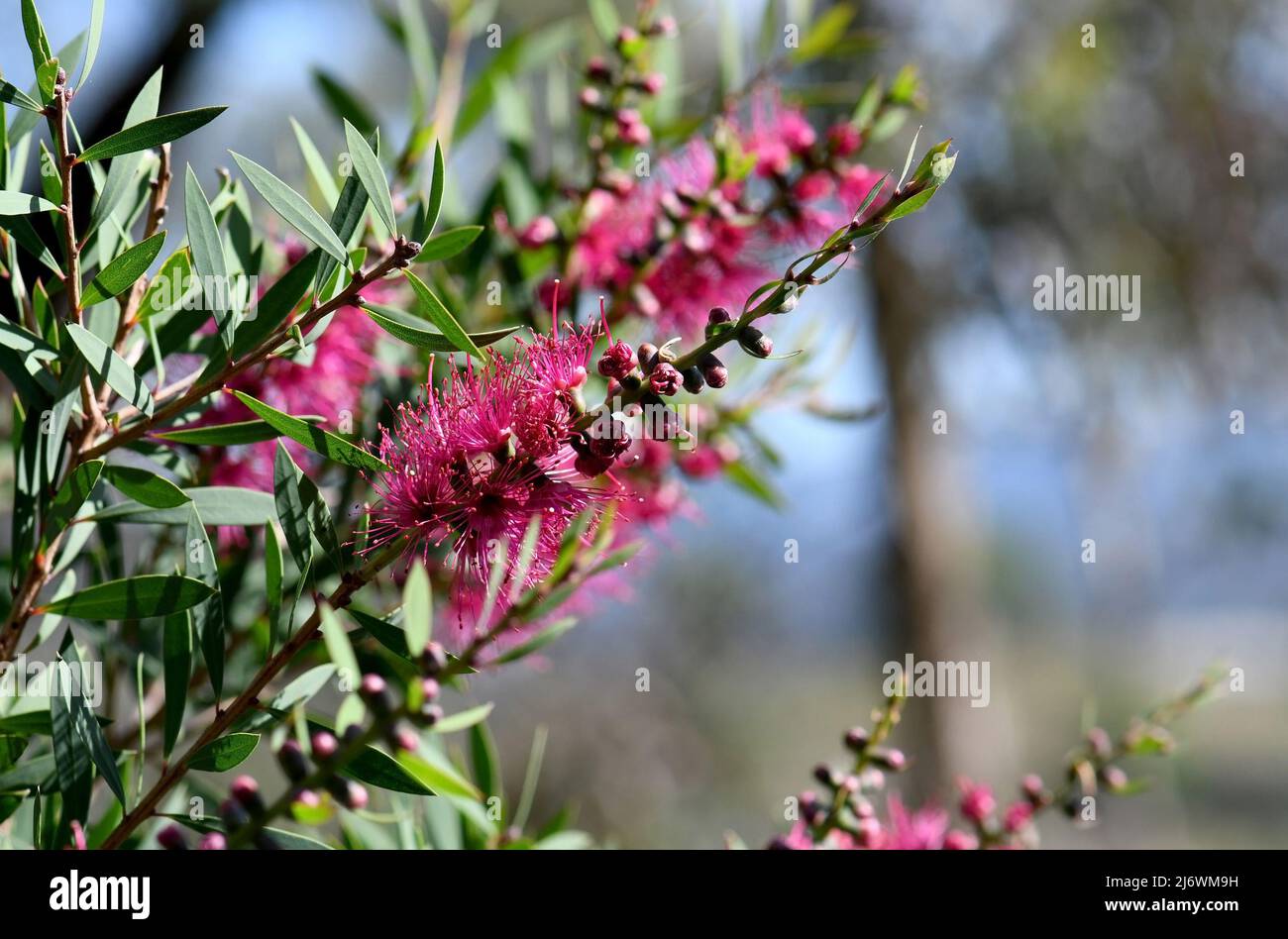 Bright sunny Australian native garden background of vibrant pink Bottlebrush flowers of a Callistemon and Melaleuca hybrid, family Myrtaceae. Stock Photo