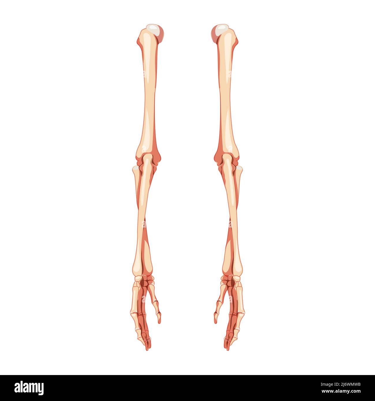 List 98+ Wallpaper In A Human Arm The Phalanges Are What To The Humerus