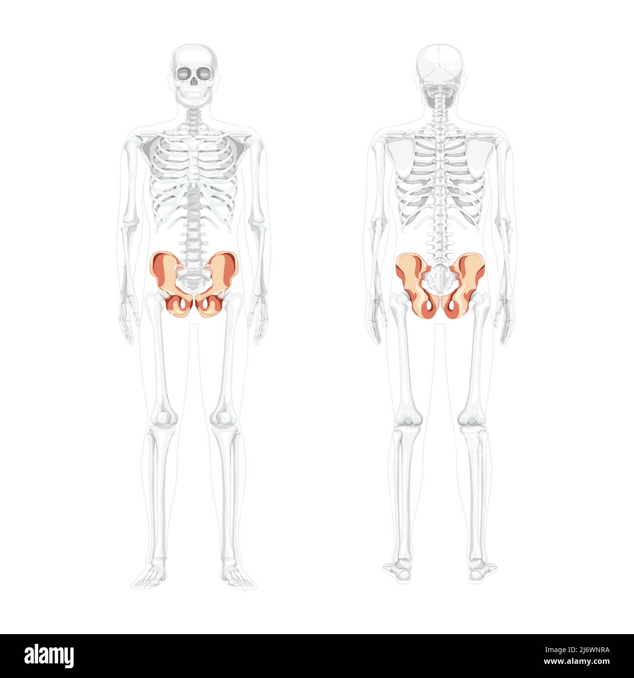 Skeleton Pelvis Hip Bone Human Front Back View With Partly Transparent