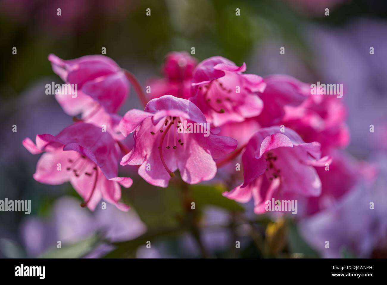 Lush,colorful pink Rhododendron orbiculare  blossom flowers close up Stock Photo