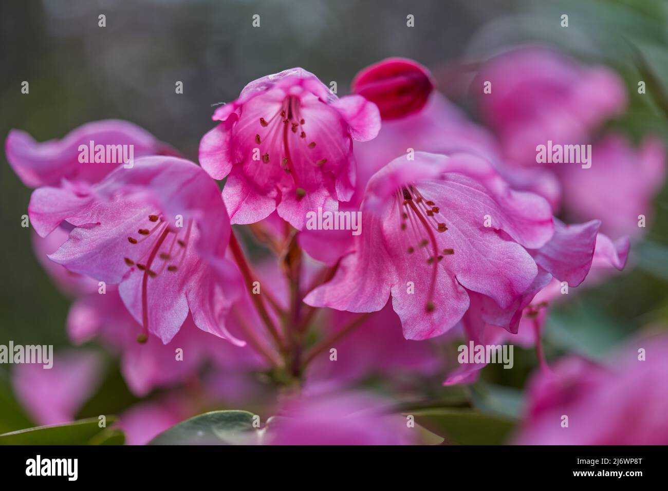 Lush,colorful pink Rhododendron orbiculare  blossom flowers close up Stock Photo