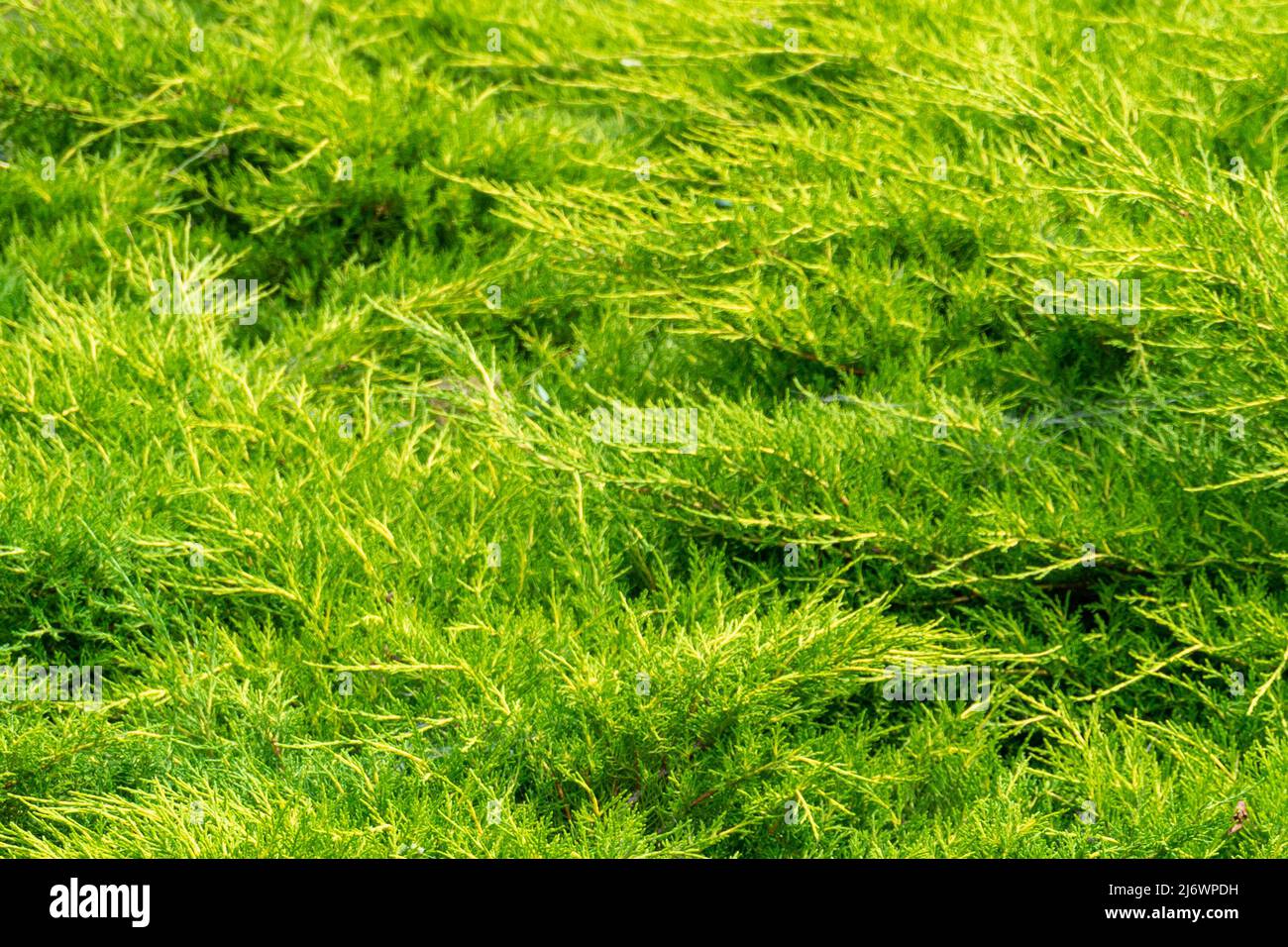 Natural green coniferous thuja. Background. Evergreen shrub Stock Photo