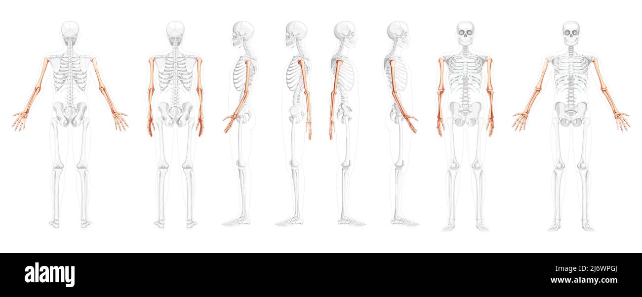 Set of Skeleton Arms Human front back side view with partly transparent bones position. Hands, forearms realistic flat natural color concept Vector illustration of anatomy isolated on white background Stock Vector