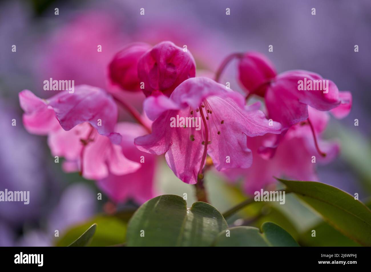 Lush,colorful pink Rhododendron orbiculare  blossom flowers close up Stock Photo