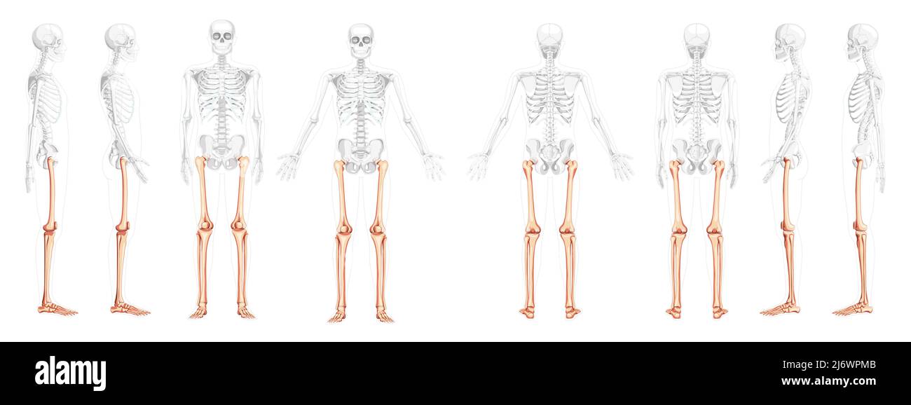 Set of Skeleton Thighs and legs lower limb Human front back side view with partly transparent bones position. Realistic flat natural color Vector illustration of anatomy isolated on white background Stock Vector