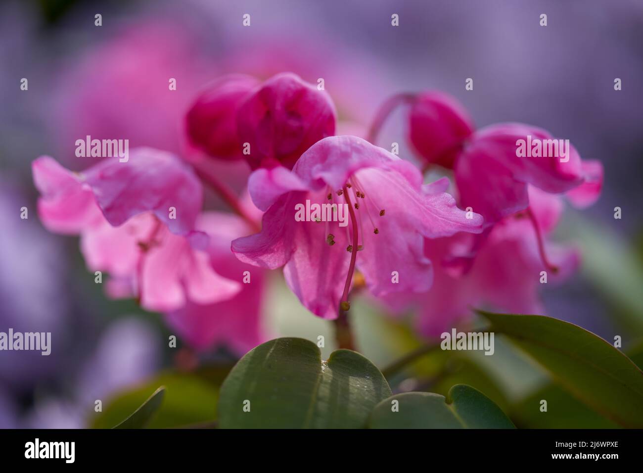 Lush,colorful pink Rhododendron orbiculare  blossom flowers close up Stock Photo