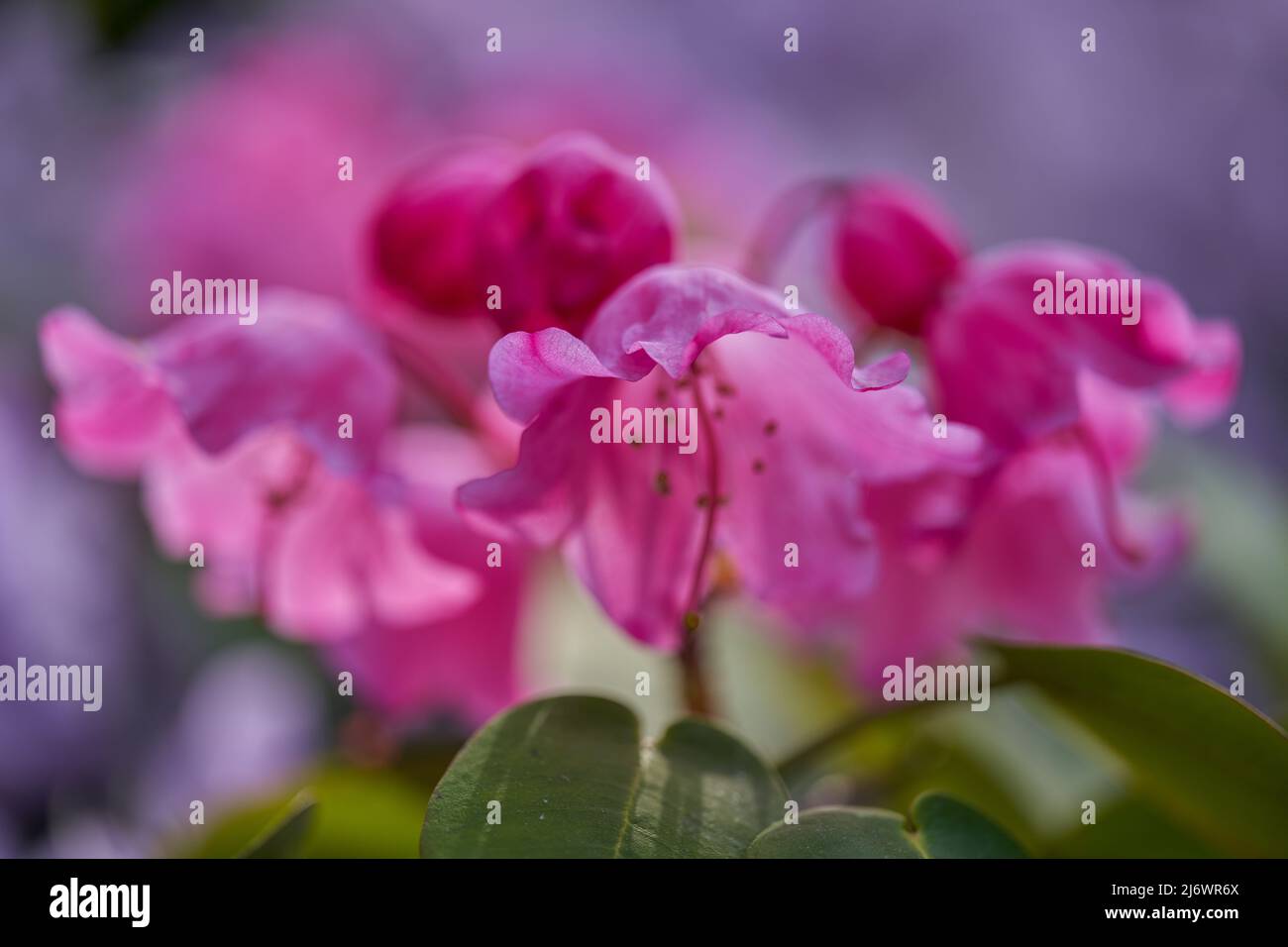 Lush,colorful pink Rhododendron orbiculare  blossom flowers close up Stock Photo