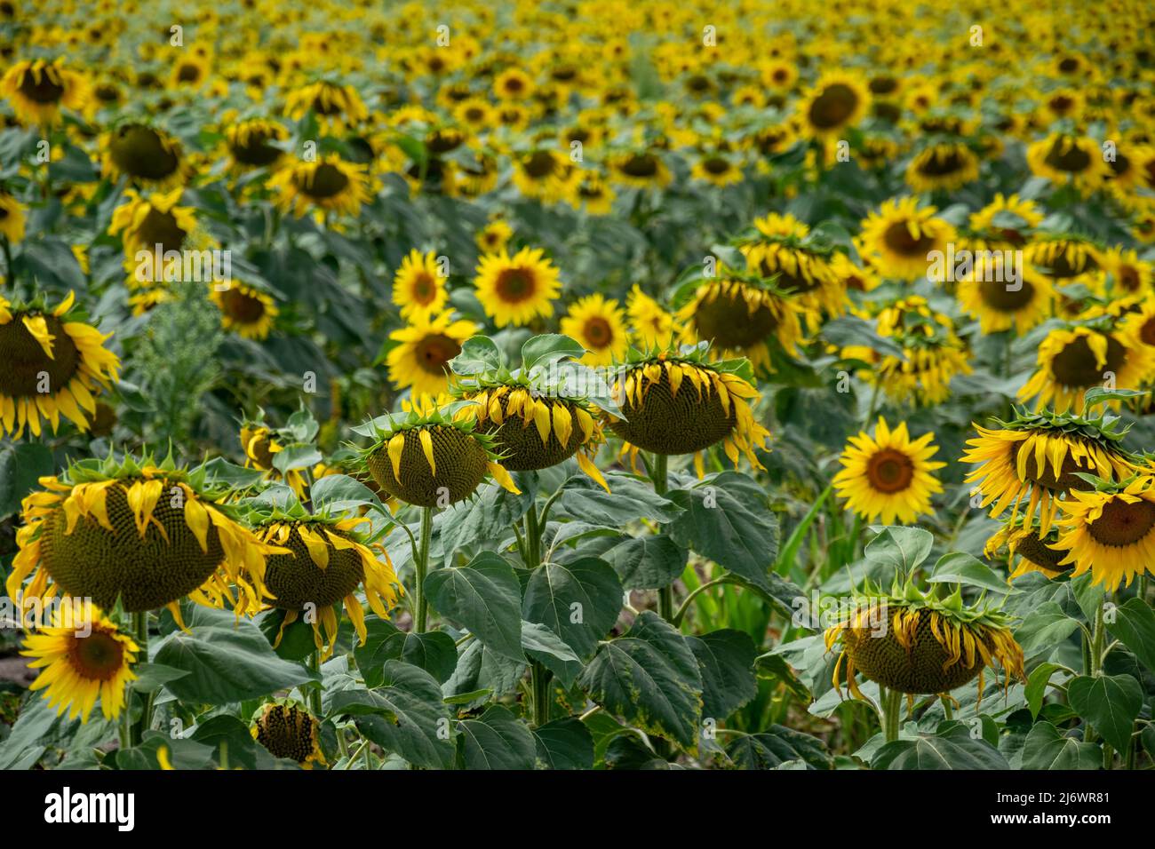 Sunflowers growing close together in the field. Growing sunflowers
