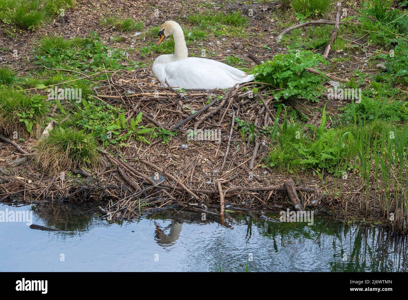 Pen mute swan nesting reflected in water. Stock Photo