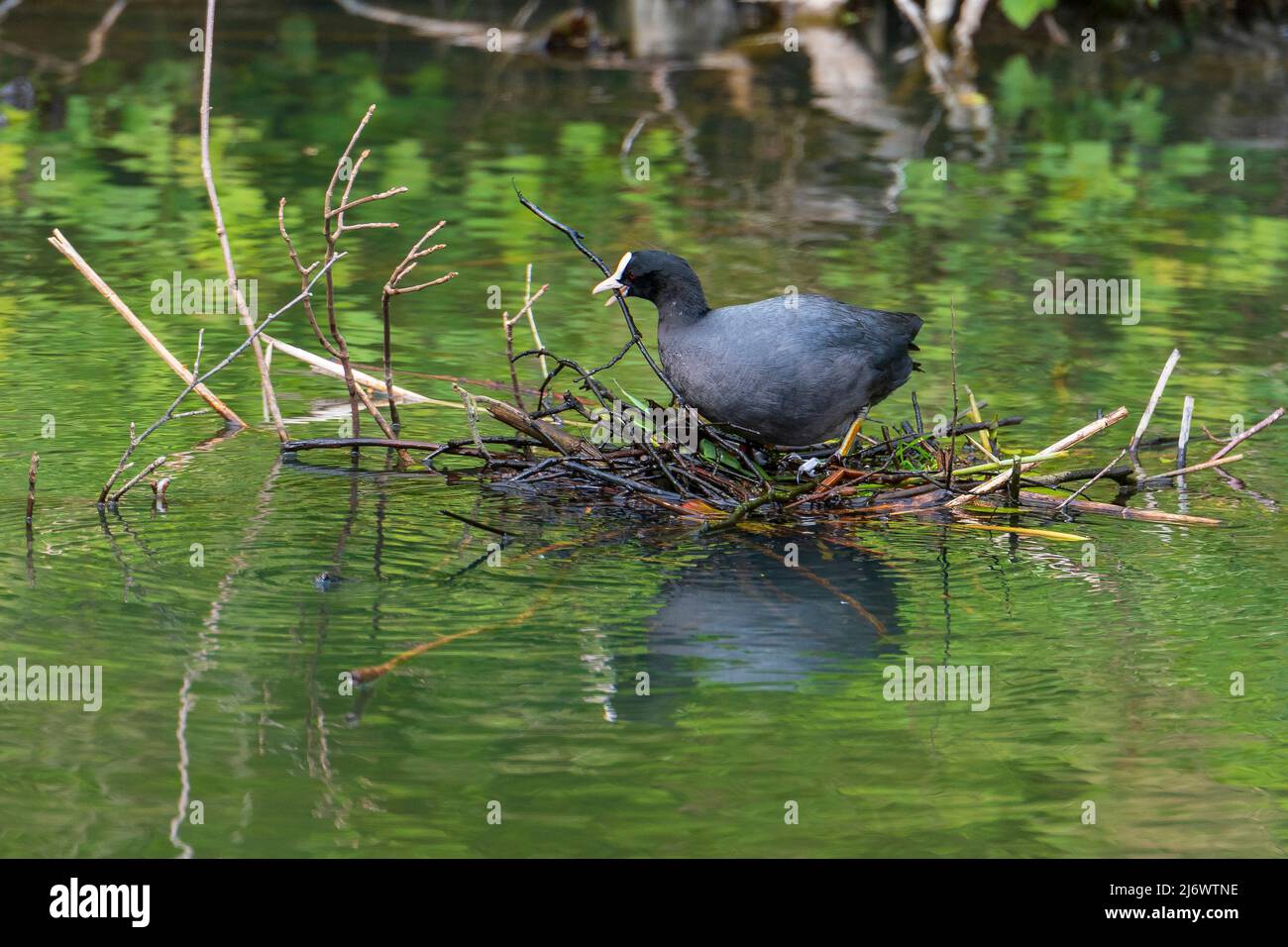 Nest building female Coot nesting reflected in water Stock Photo - Alamy