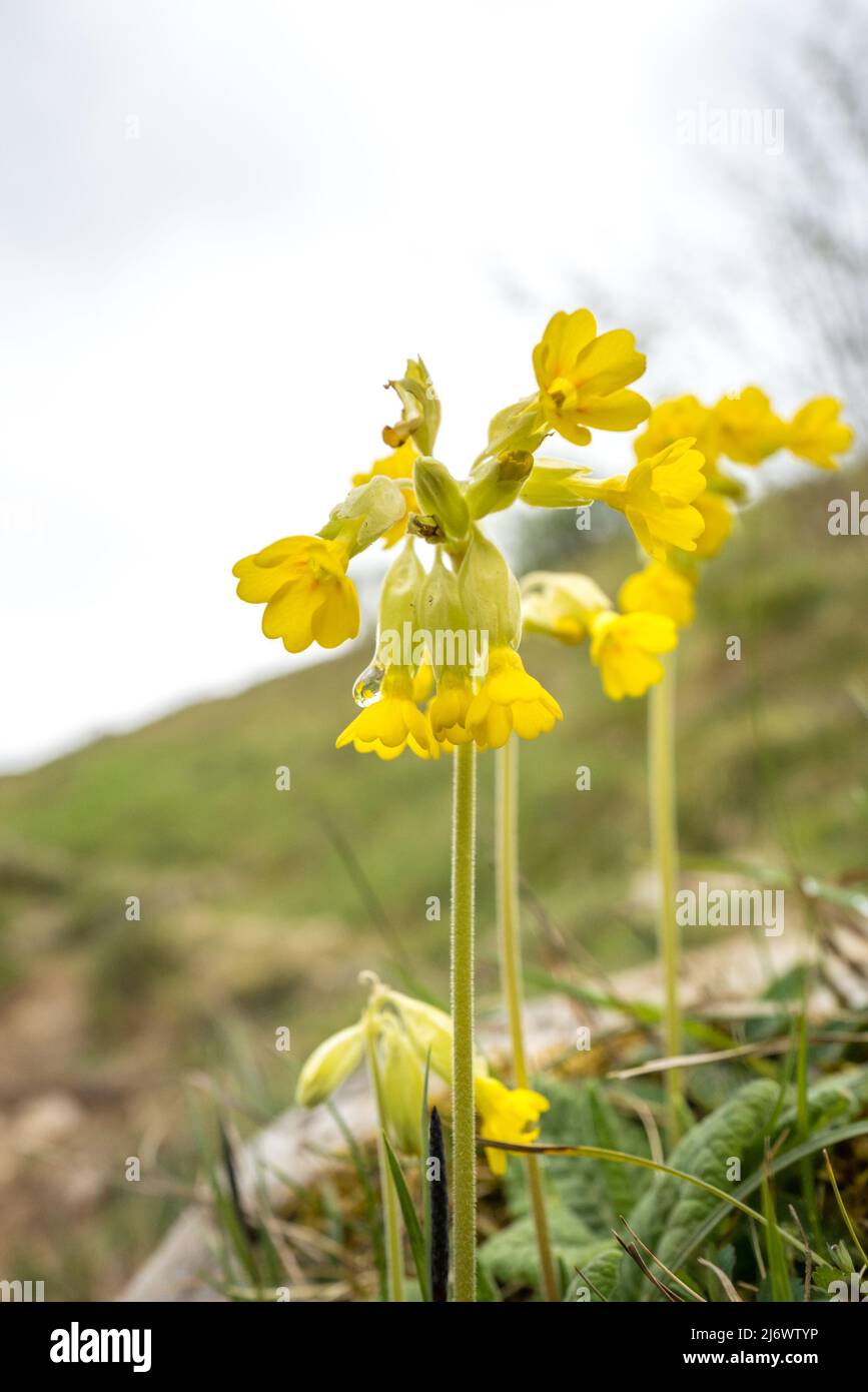 The spring yellow wildflower of the cowslip with rain droppet. Stock Photo