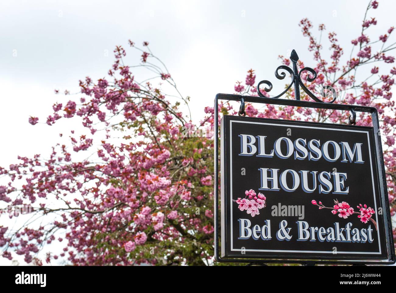 Blossom house a bed and breakfast accommodation in the Derbyshire peak district village of Tideswell and a Cherry tree full of pink blossom. Stock Photo