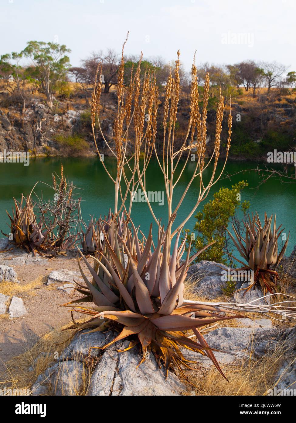 Suculent plants at Otjikoto lake Stock Photo