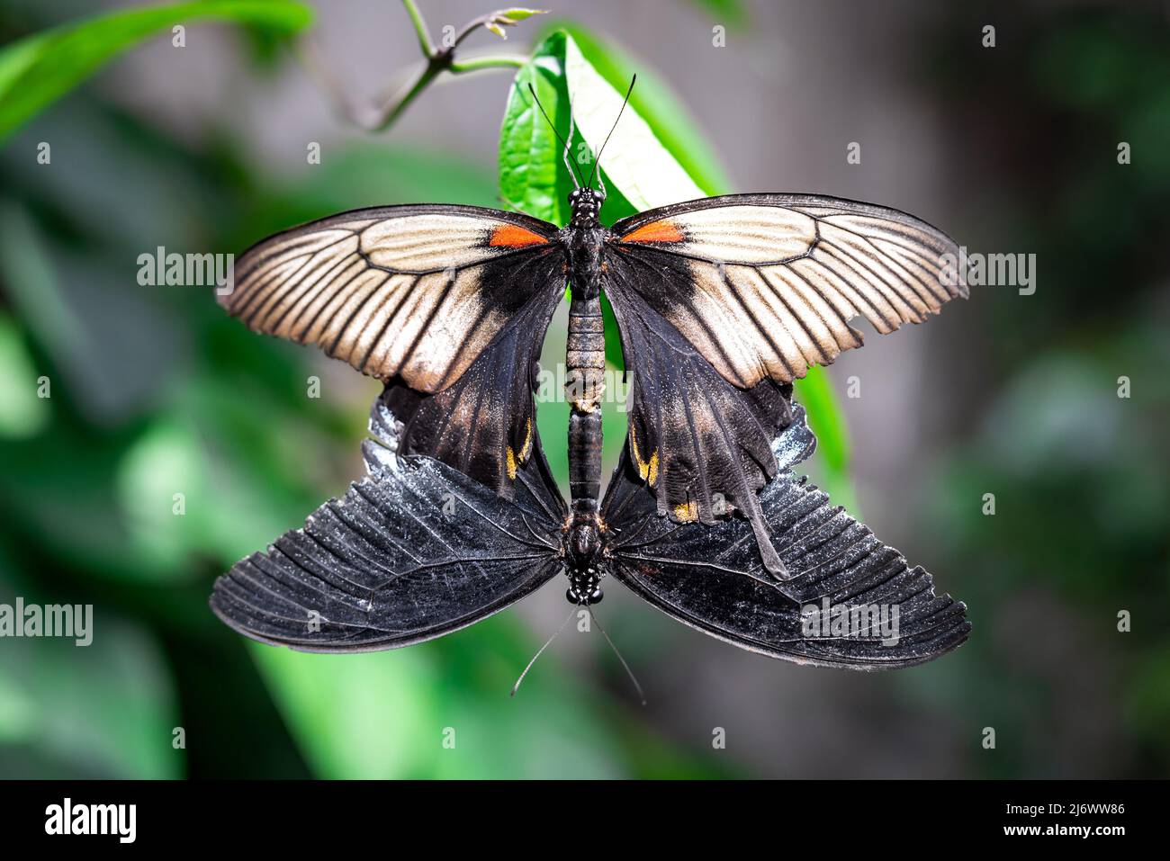 Closeup of a female and a male Great Mormon butterflies mating, against a bokeh background Stock Photo