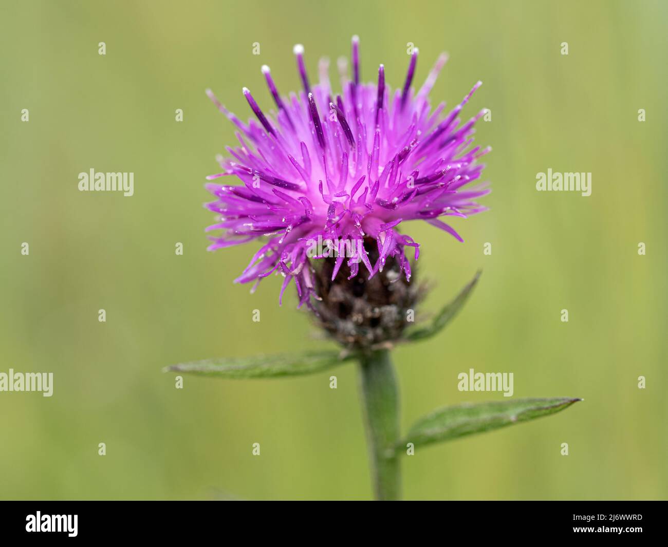 Black Knapweed, Centaurea nigra, flower head  Norfolk  July Stock Photo