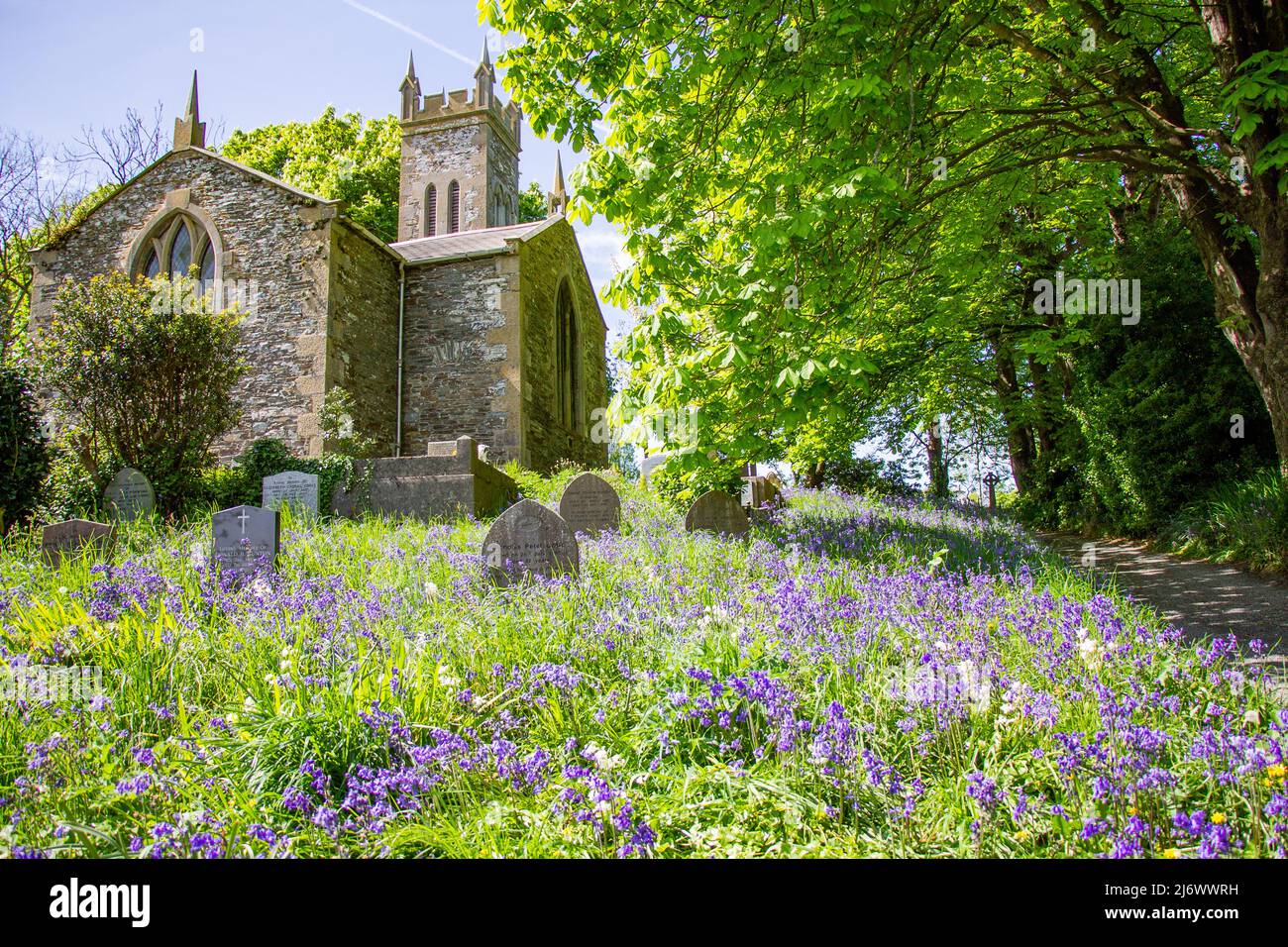 Bluebells Blue Bells growing in Churchyard or cemetery covering gravestones or headstones Stock Photo