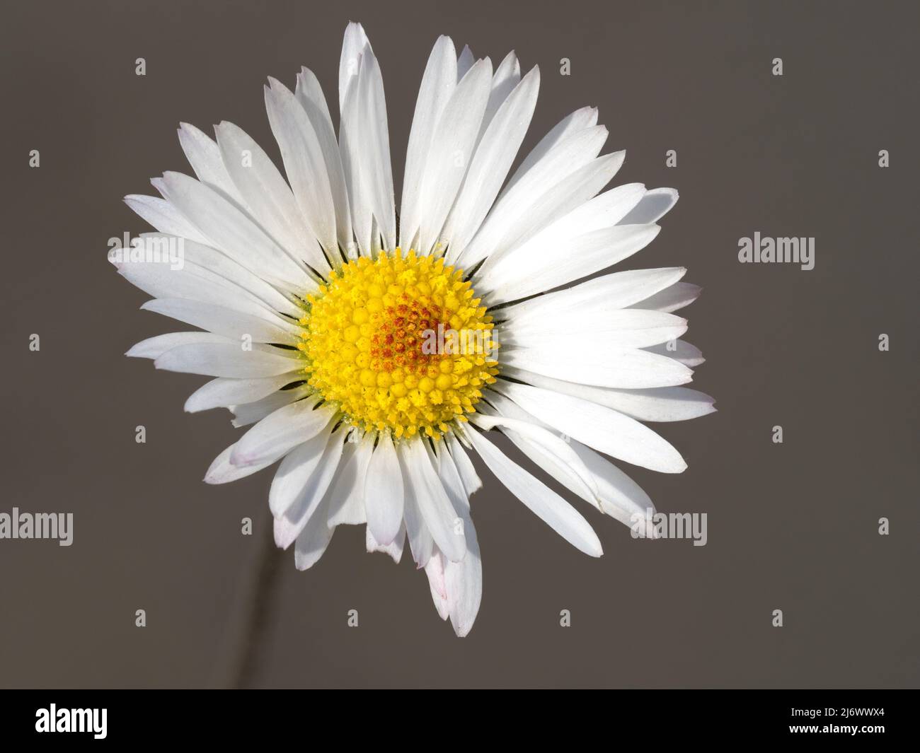 Common Daisy, Bellis perennis, flower  Norfolk, April Stock Photo