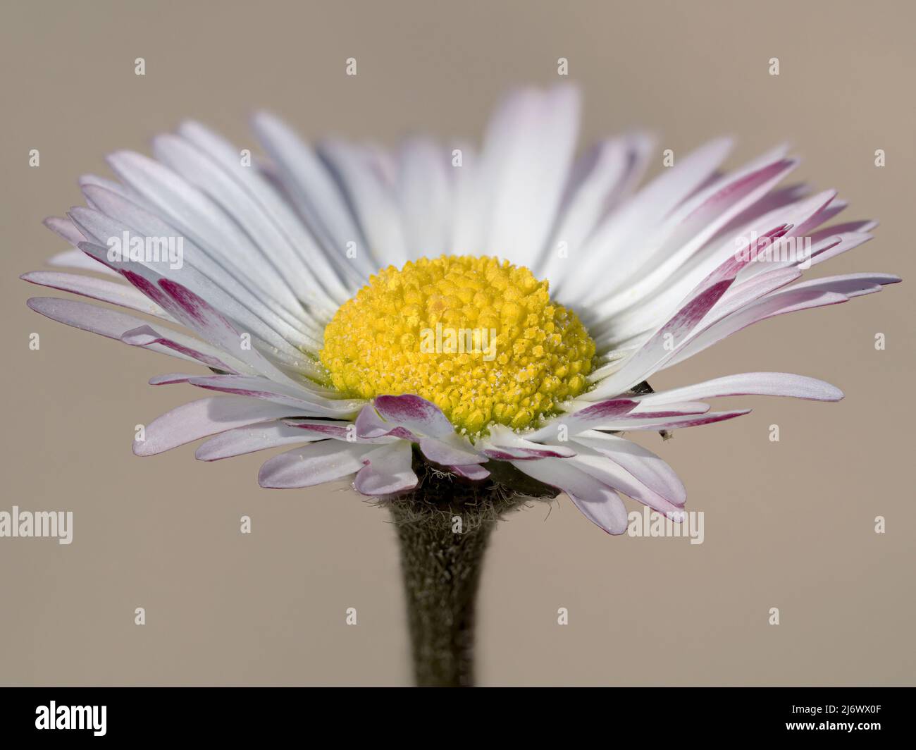 Common Daisy, Bellis perennis, flower  Norfolk, April Stock Photo